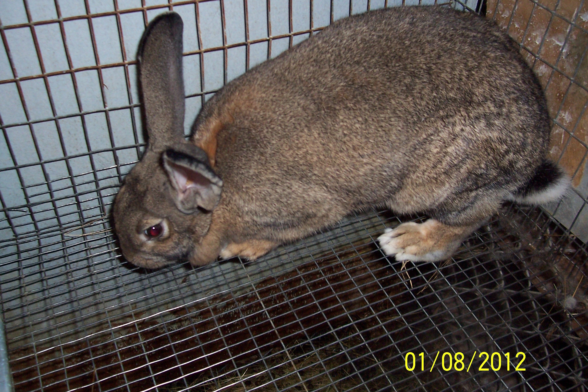 my-rabbits-1-2012-027.jpg